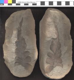 Small image of specimen