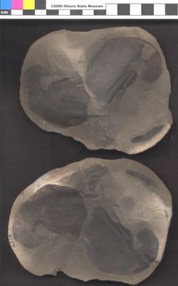 Small image of specimen