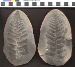Small image of specimen