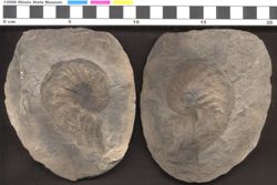 Small image of specimen