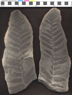 Small image of specimen
