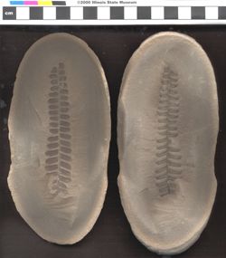 Small image of specimen