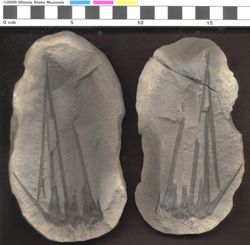 Small image of specimen