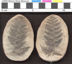 Small image of specimen