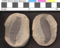 Small image of specimen
