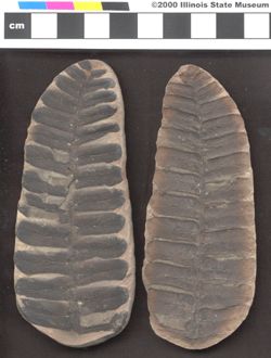 Small image of specimen
