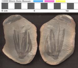 Small image of specimen