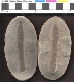 Small image of specimen