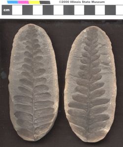Small image of specimen