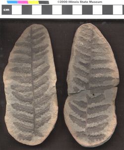 Small image of specimen