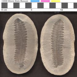 Small image of specimen