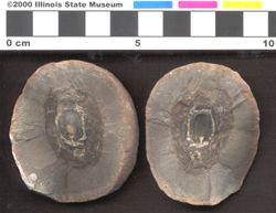 Small image of specimen