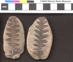 Small image of specimen