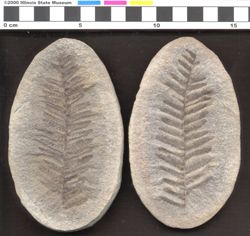 Small image of specimen