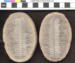 Small image of specimen