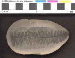 Small image of specimen