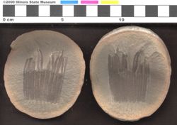 Small image of specimen