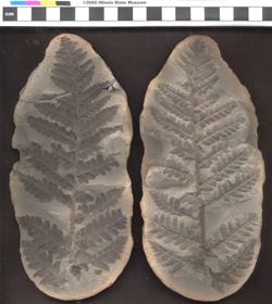 Small image of specimen