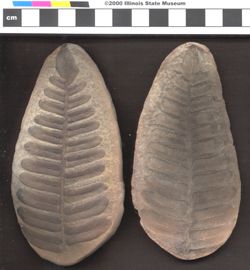 Small image of specimen