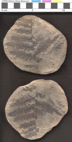 Small image of specimen