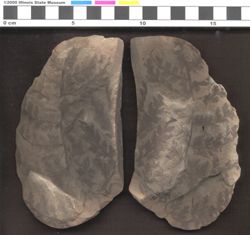 Small image of specimen