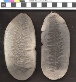 Small image of specimen