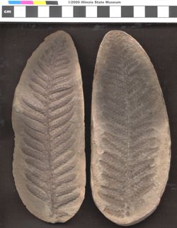Small image of specimen