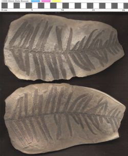Small image of specimen