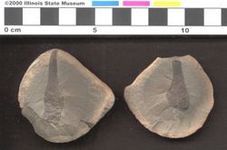 Small image of specimen
