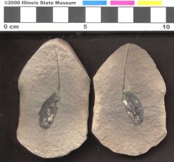 Small image of specimen