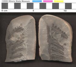 Small image of specimen