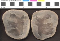 Small image of specimen