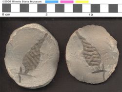 Small image of specimen