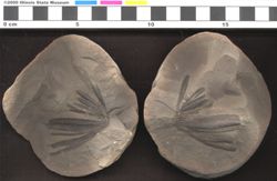 Small image of specimen
