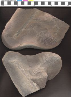 Small image of specimen