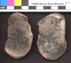 Small image of specimen