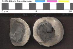 Small image of specimen