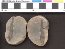 Small image of specimen