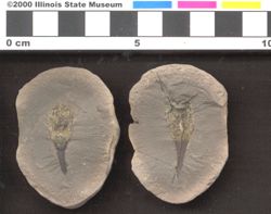 Small image of specimen