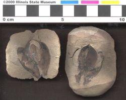 Small image of specimen