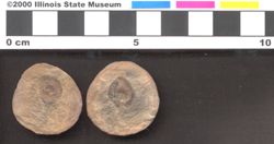Small image of specimen
