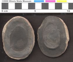 Small image of specimen