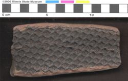 Small image of specimen