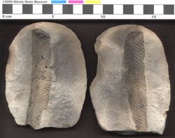 Small image of specimen