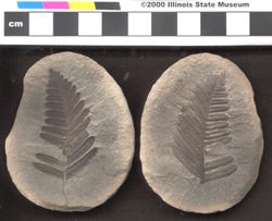 Small image of specimen