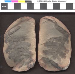 Small image of specimen