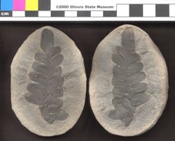Small image of specimen