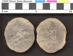 Small image of specimen