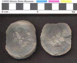 Small image of specimen