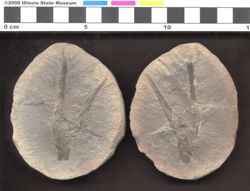Small image of specimen